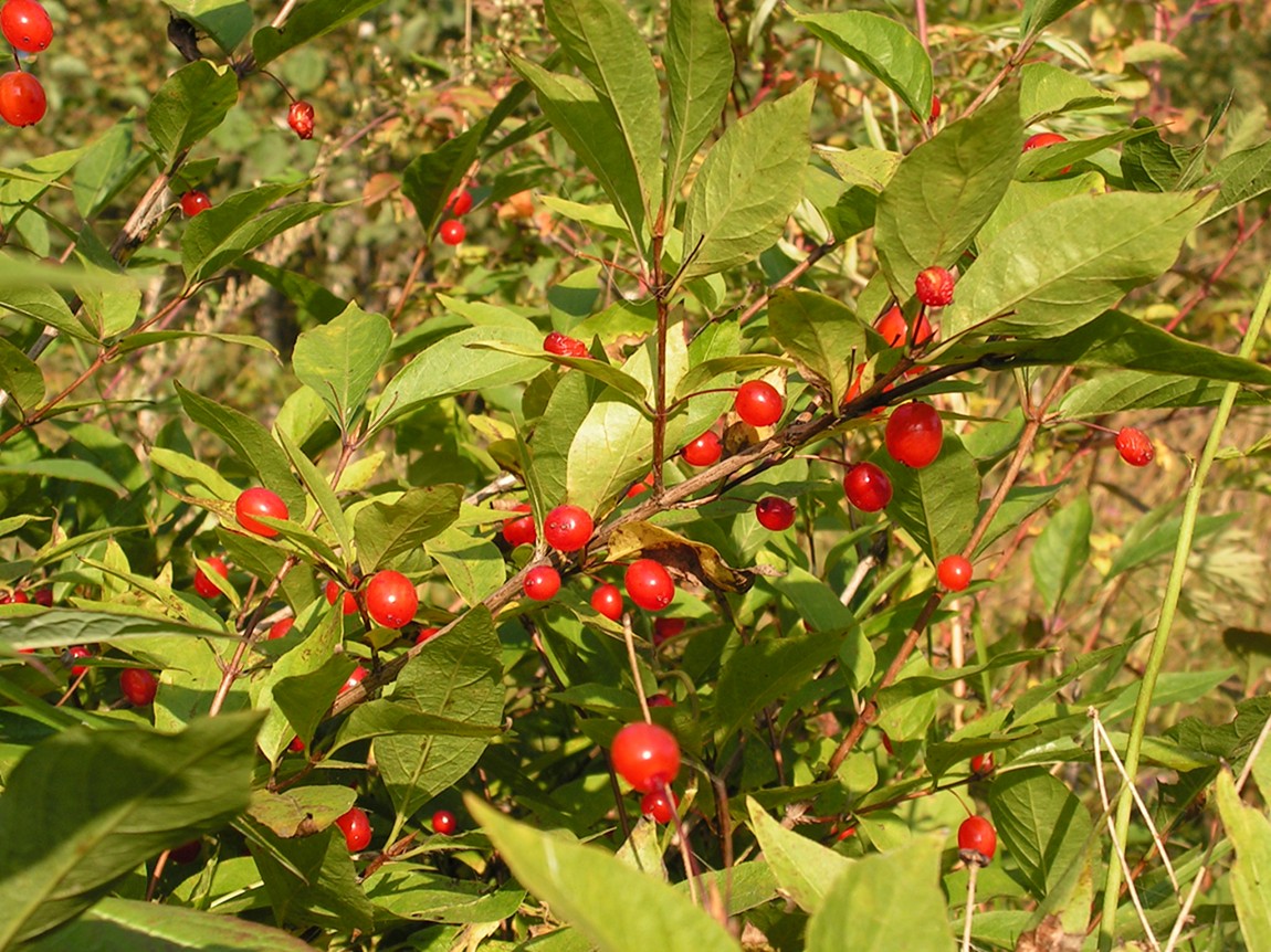 Image of Lonicera maximowiczii specimen.
