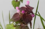 Lamium purpureum. Верхушка цветущего растения. Германия, г. Кемпен, у дороги. 26.04.2012.