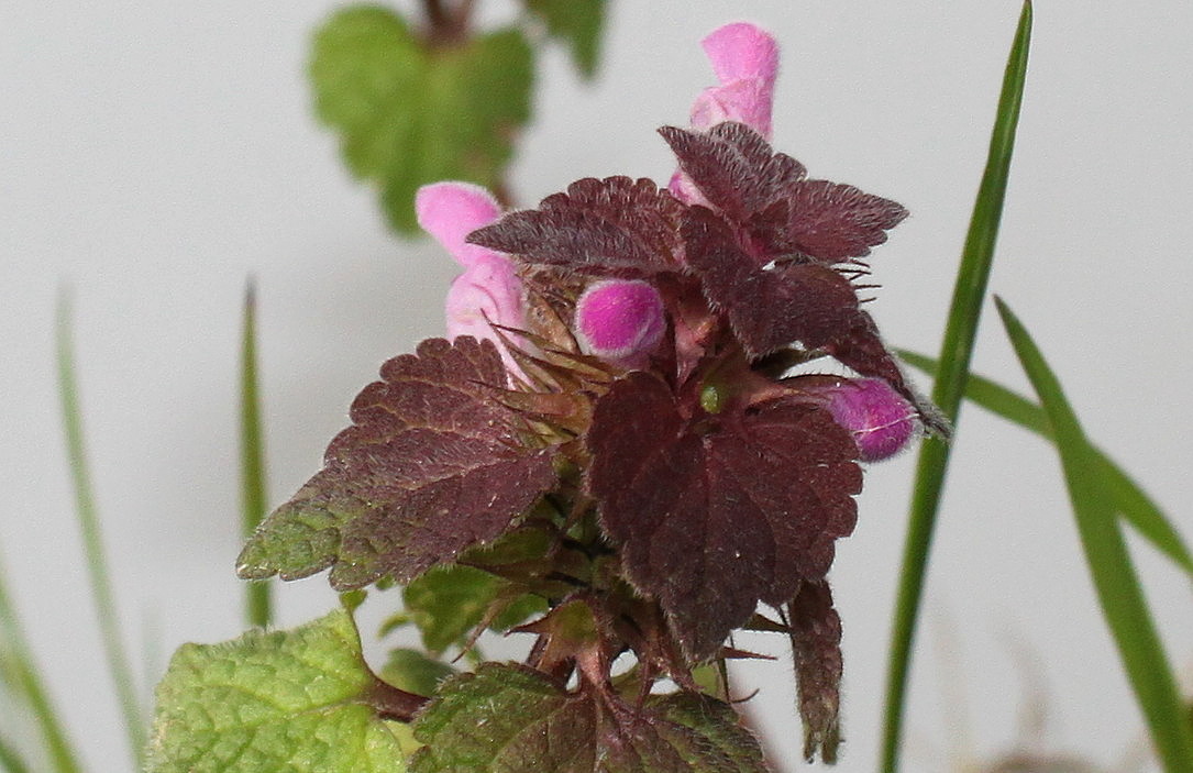 Изображение особи Lamium purpureum.