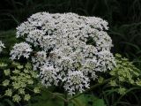 Heracleum moellendorffii. Соцветие. Хабаровский край, Ванинский р-н, долина р. Тумнин. 21.07.2006.