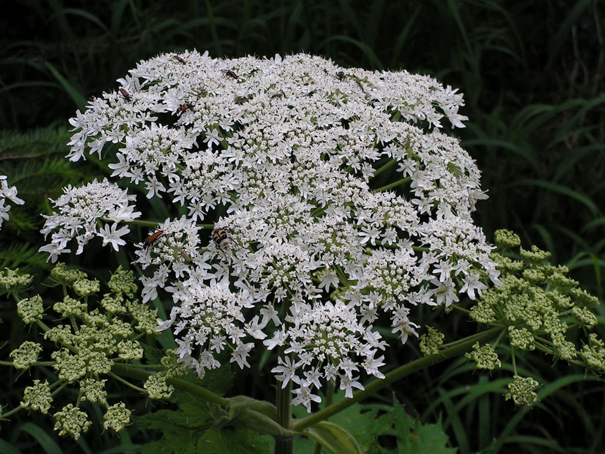 Изображение особи Heracleum moellendorffii.