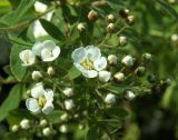 Spiraea &times; cinerea