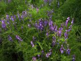 Vicia tenuifolia. Куртина цветущих растений. Курская обл., Беловский р-н, с. Долгий Колодезь. 16 июня 2006 г.