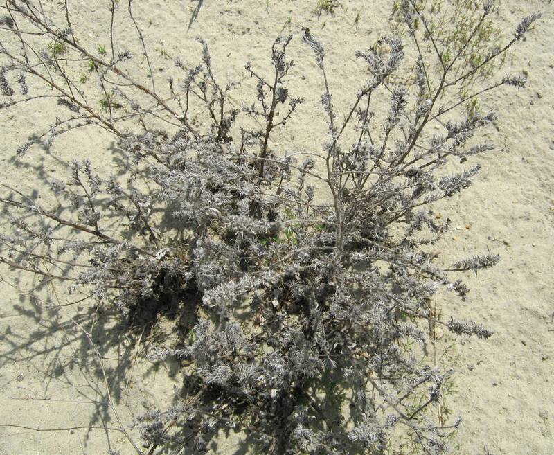Image of genus Echium specimen.
