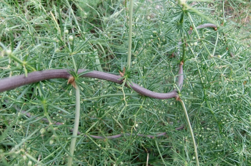 Изображение особи Asparagus verticillatus.