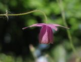 Aquilegia ecalcarata