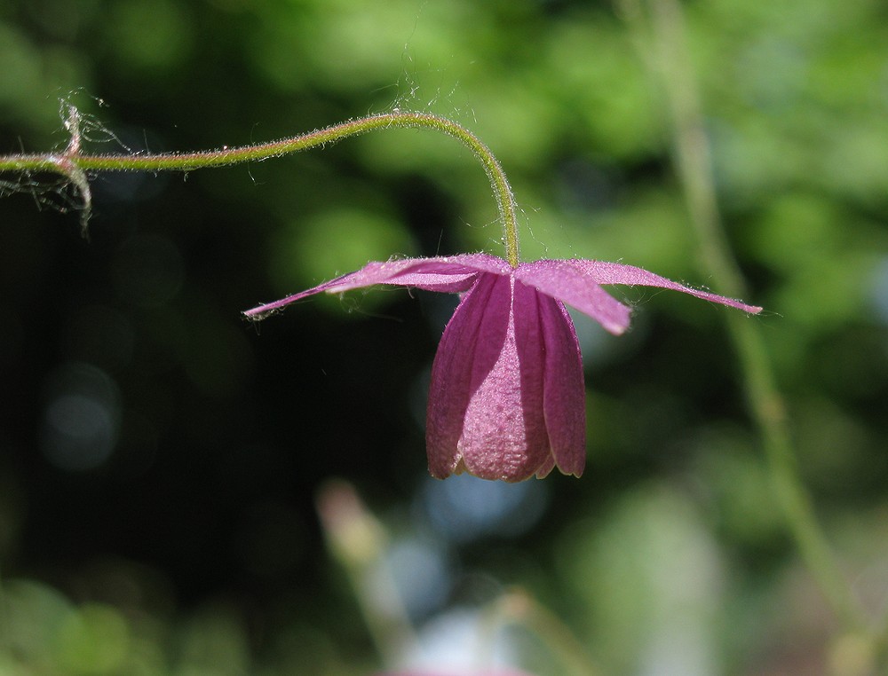 Изображение особи Aquilegia ecalcarata.