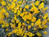 Genista albida. Цветущее растение. Крым, Ялтинская яйла. 4 июня 2012 г.