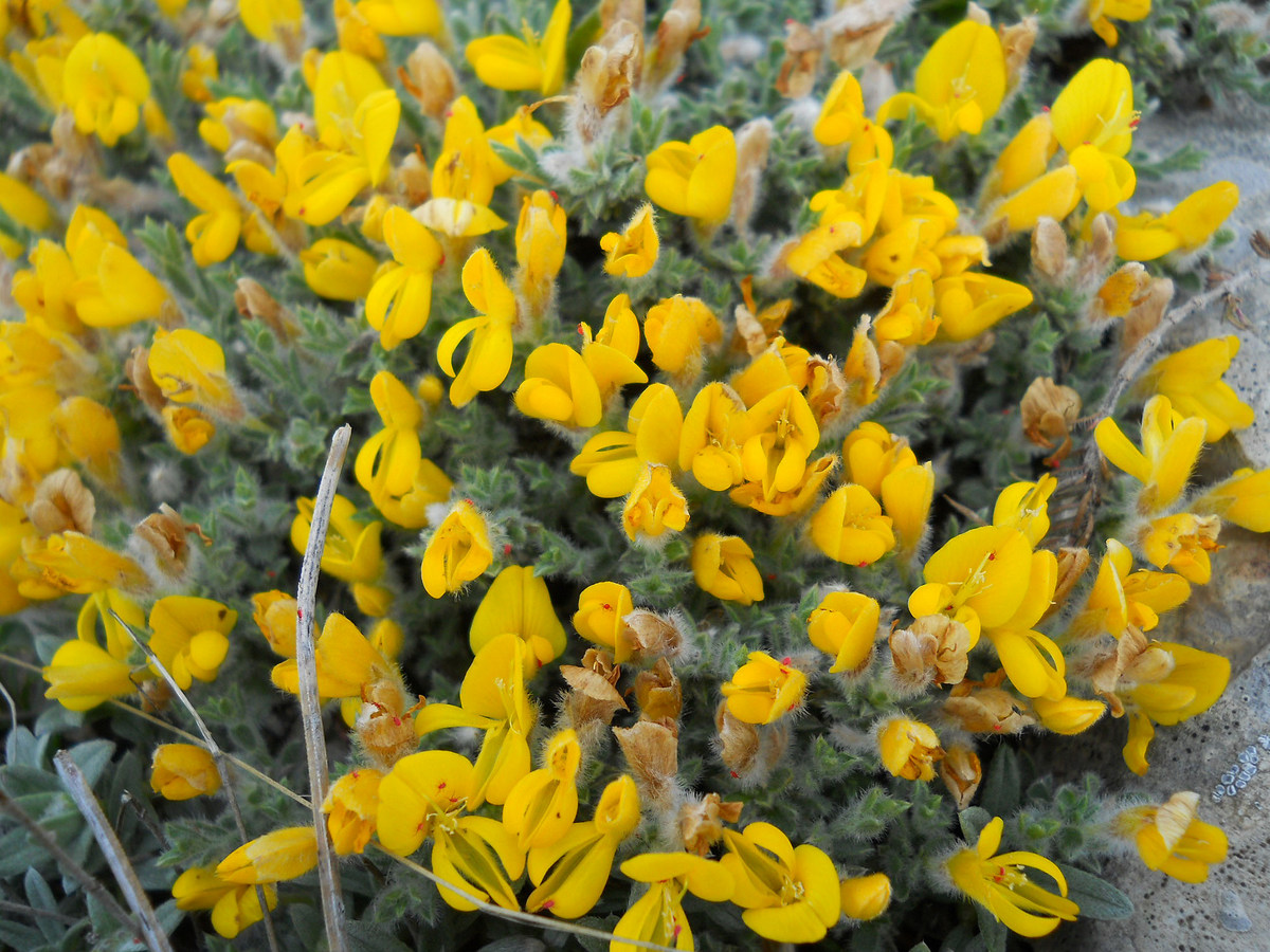 Изображение особи Genista albida.