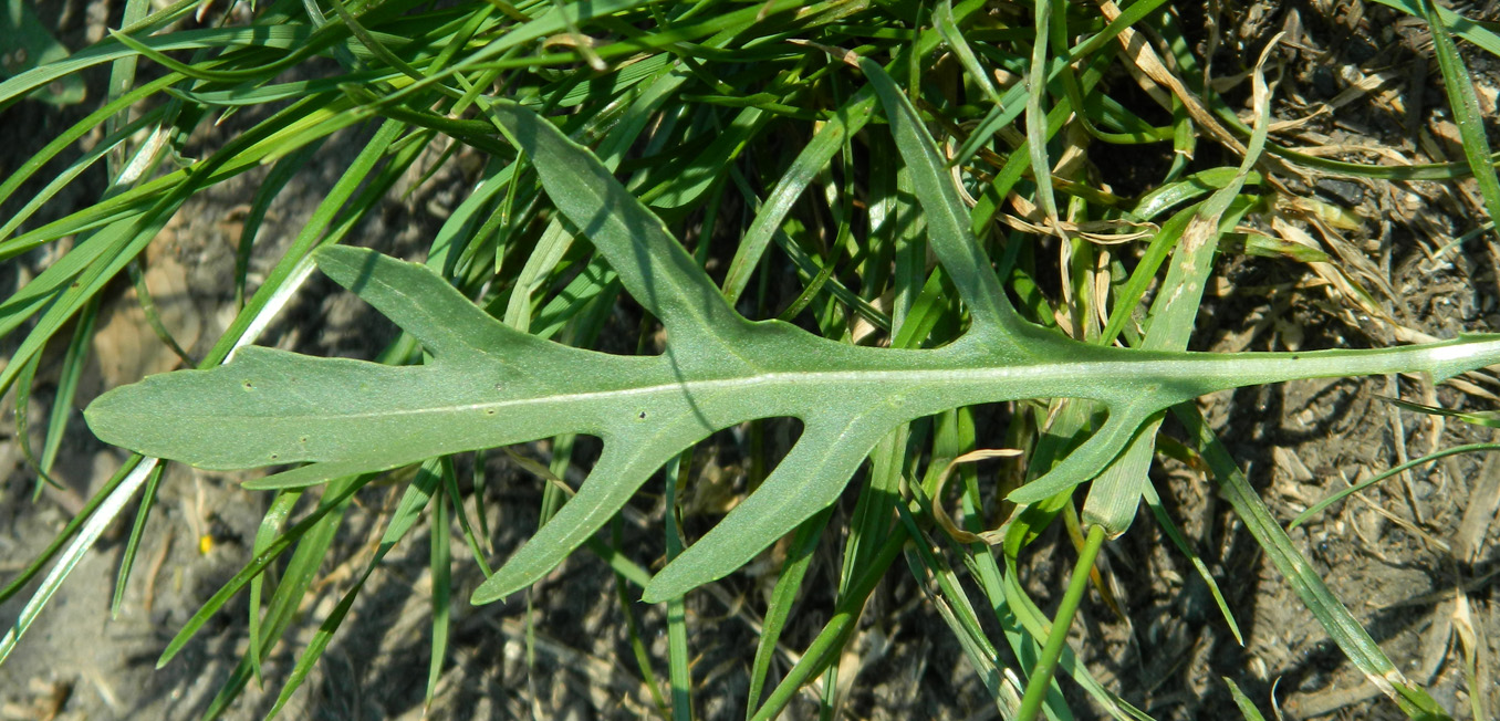 Изображение особи Diplotaxis tenuifolia.