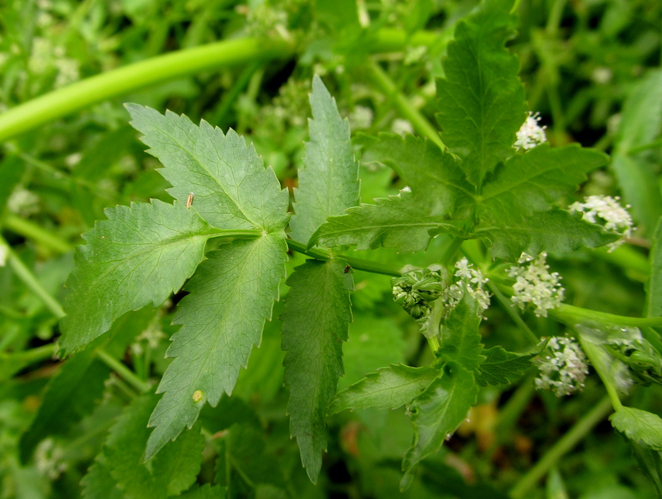 Изображение особи Berula erecta.