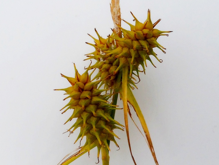 Image of Carex flava specimen.