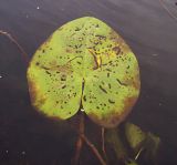 Image of taxon representative. Author is Николай Дегтярёв