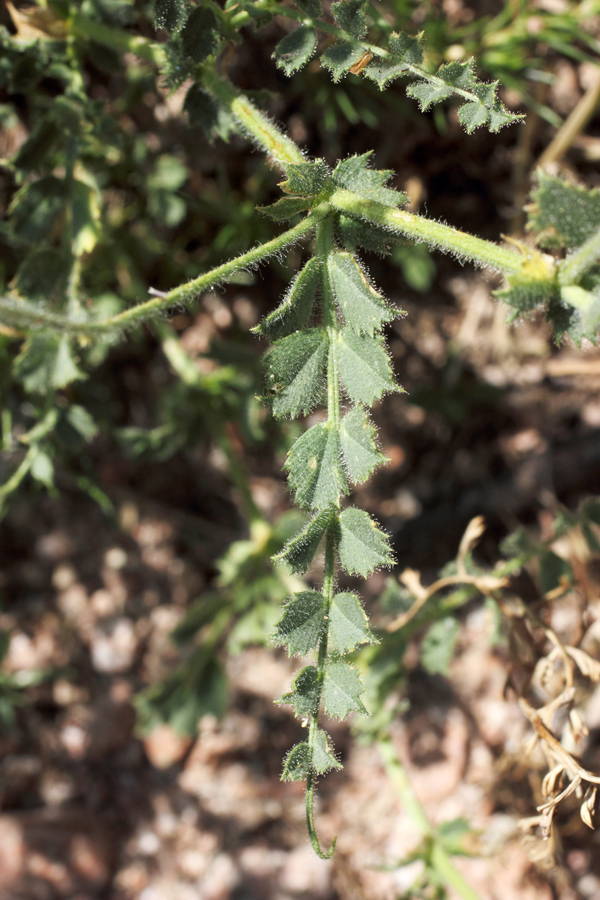 Image of Cicer songaricum specimen.