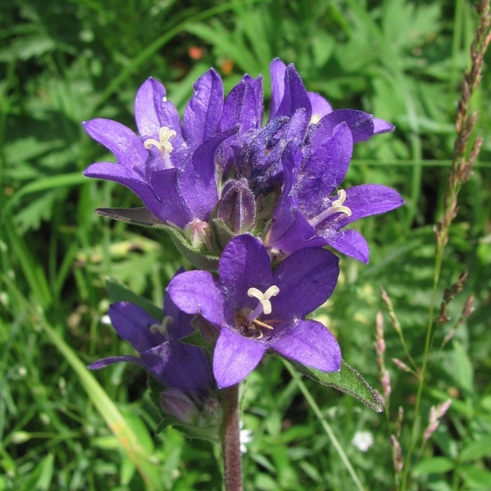Изображение особи Campanula glomerata.