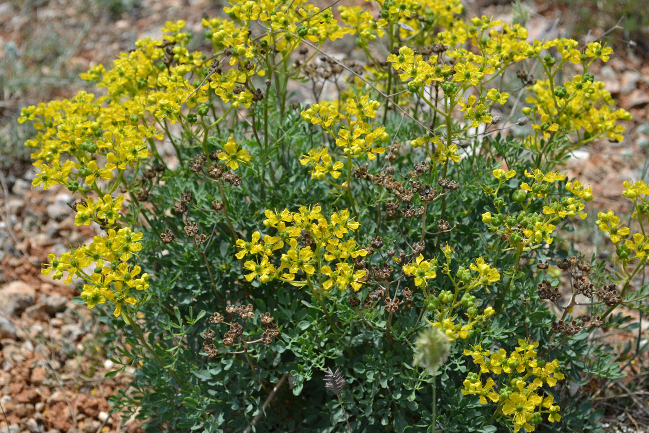 Image of Ruta divaricata specimen.