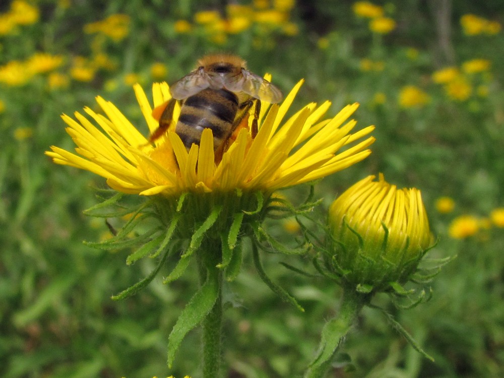 Image of Inula britannica specimen.