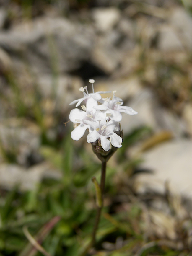 Image of Valeriana jelenevskyi specimen.