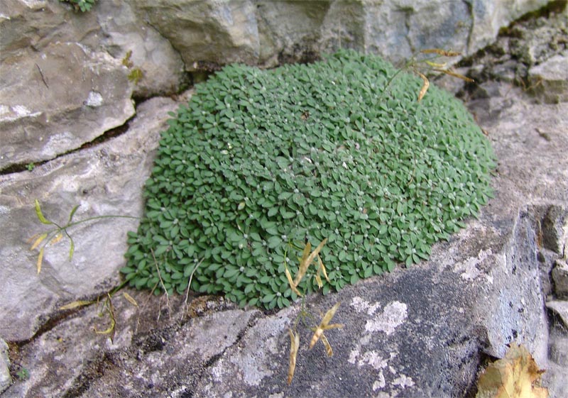 Image of Draba longisiliqua specimen.