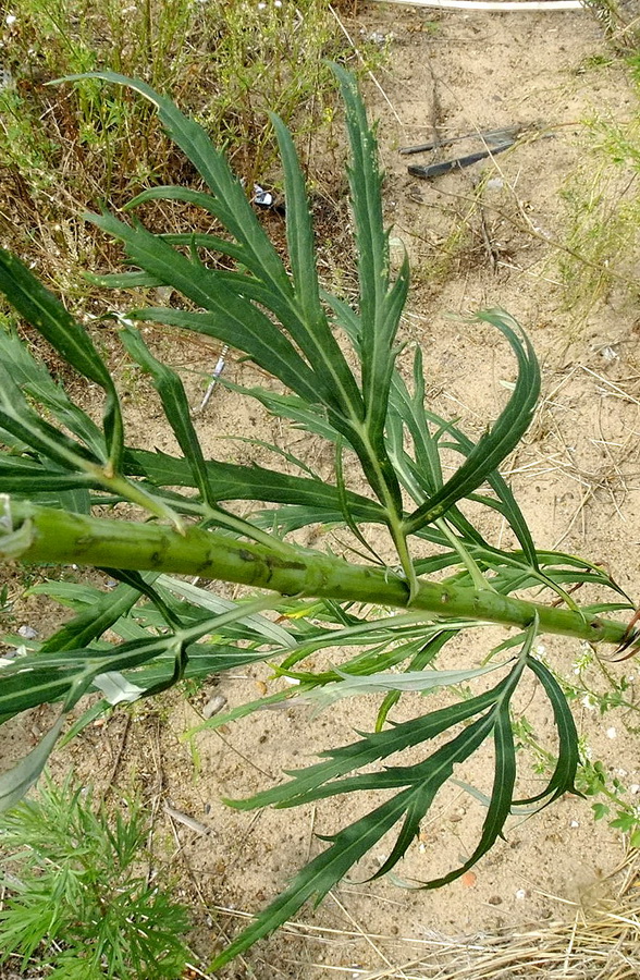 Image of Artemisia selengensis specimen.