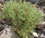 Sarcopoterium spinosum. Плодоносящее растение на сухом каменистом склоне. Турция, пров. Анталья, окр. пос. Текирова. 28.05.2012.