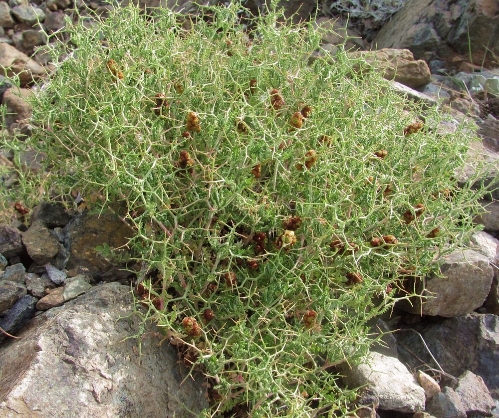 Image of Sarcopoterium spinosum specimen.