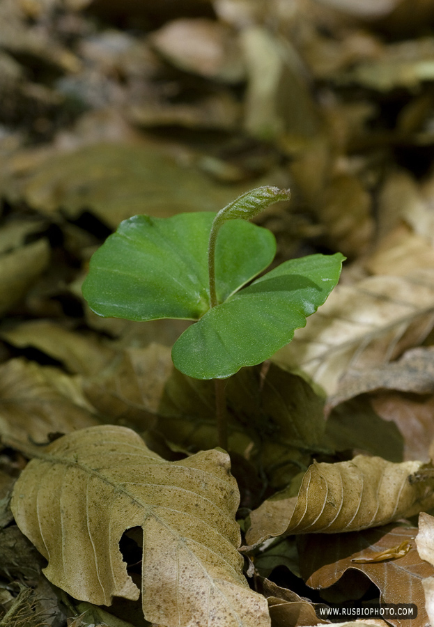 Image of Fagus &times; taurica specimen.