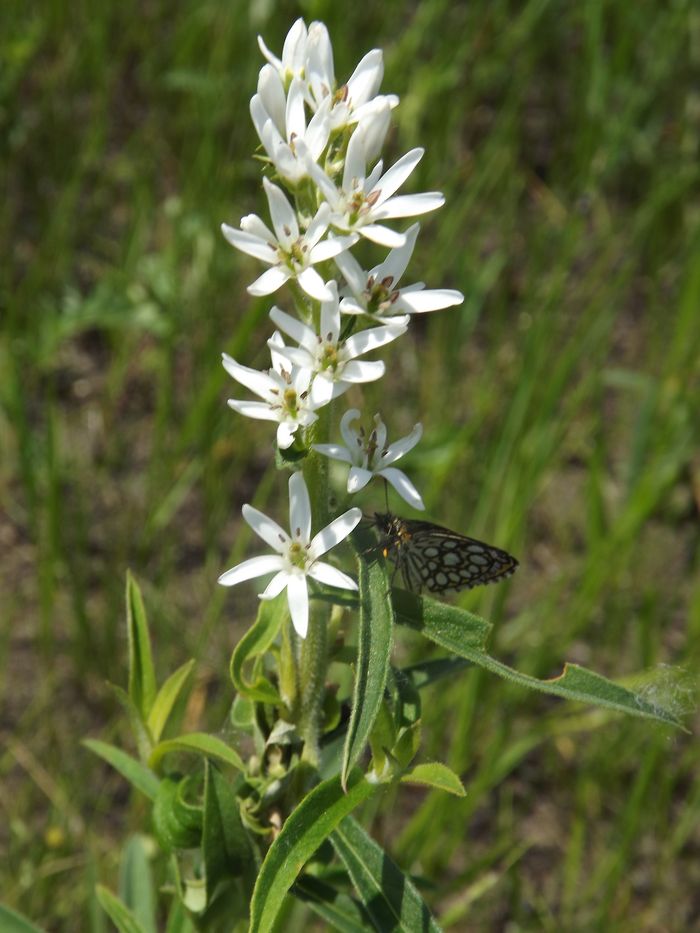 Image of Lysimachia barystachys specimen.