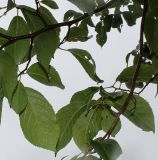 Eucommia ulmoides. Листья (видна их обратная сторона). Нидерланды, г. Venlo, \"Floriada 2012\". 11.09.2012.