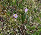 Claytonia acutifolia