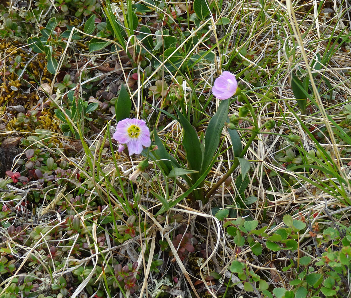 Image of Claytonia acutifolia specimen.