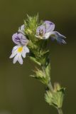 Euphrasia parviflora. Верхушка побега с цветками. Ленинградская обл., Гатчинский р-н, окр. пос. Пудость, луг в старом известняковом карьере. 09.09.2012.