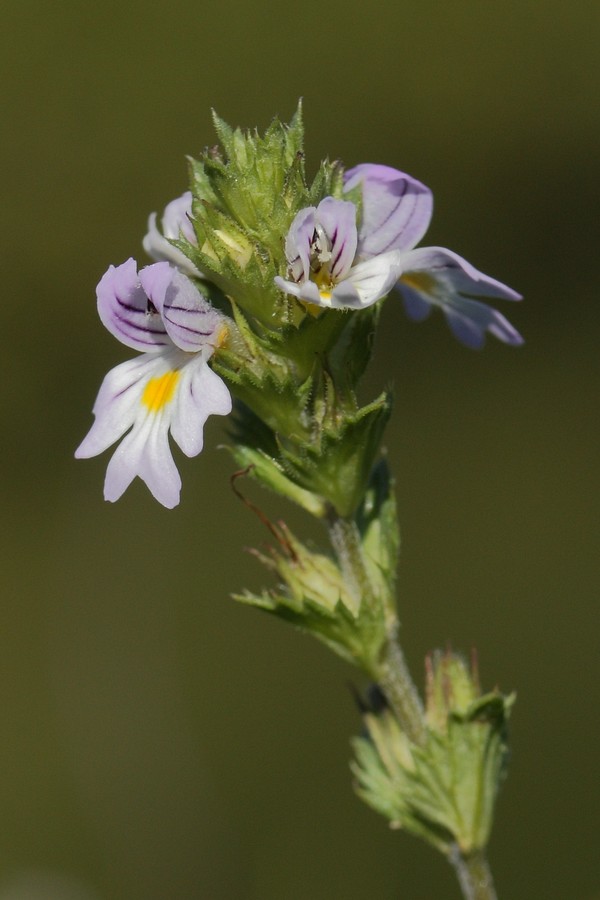 Изображение особи Euphrasia parviflora.