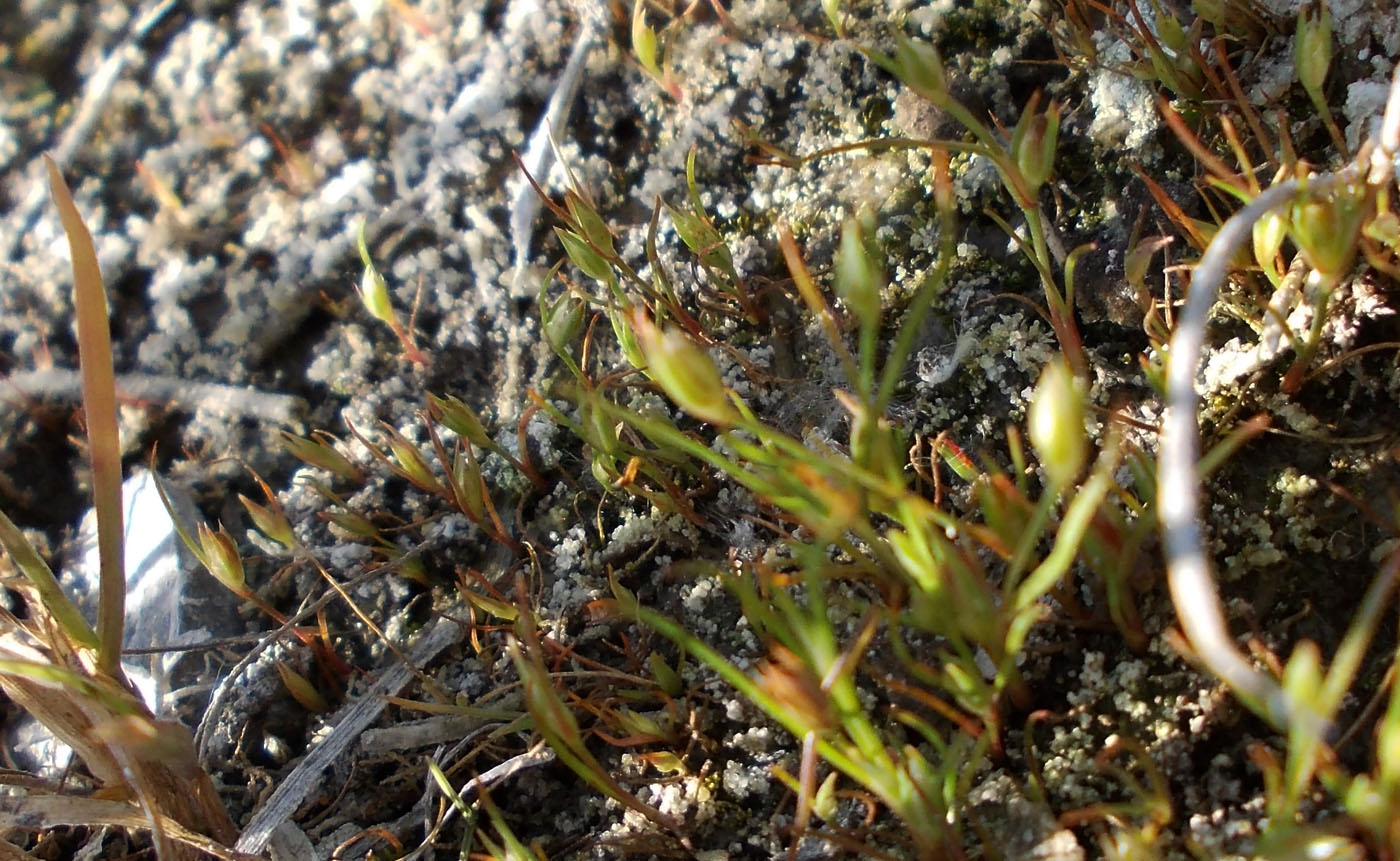 Image of Juncus minutulus specimen.