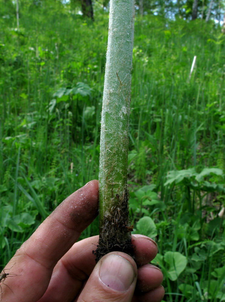 Изображение особи Pteridium pinetorum ssp. sajanense.