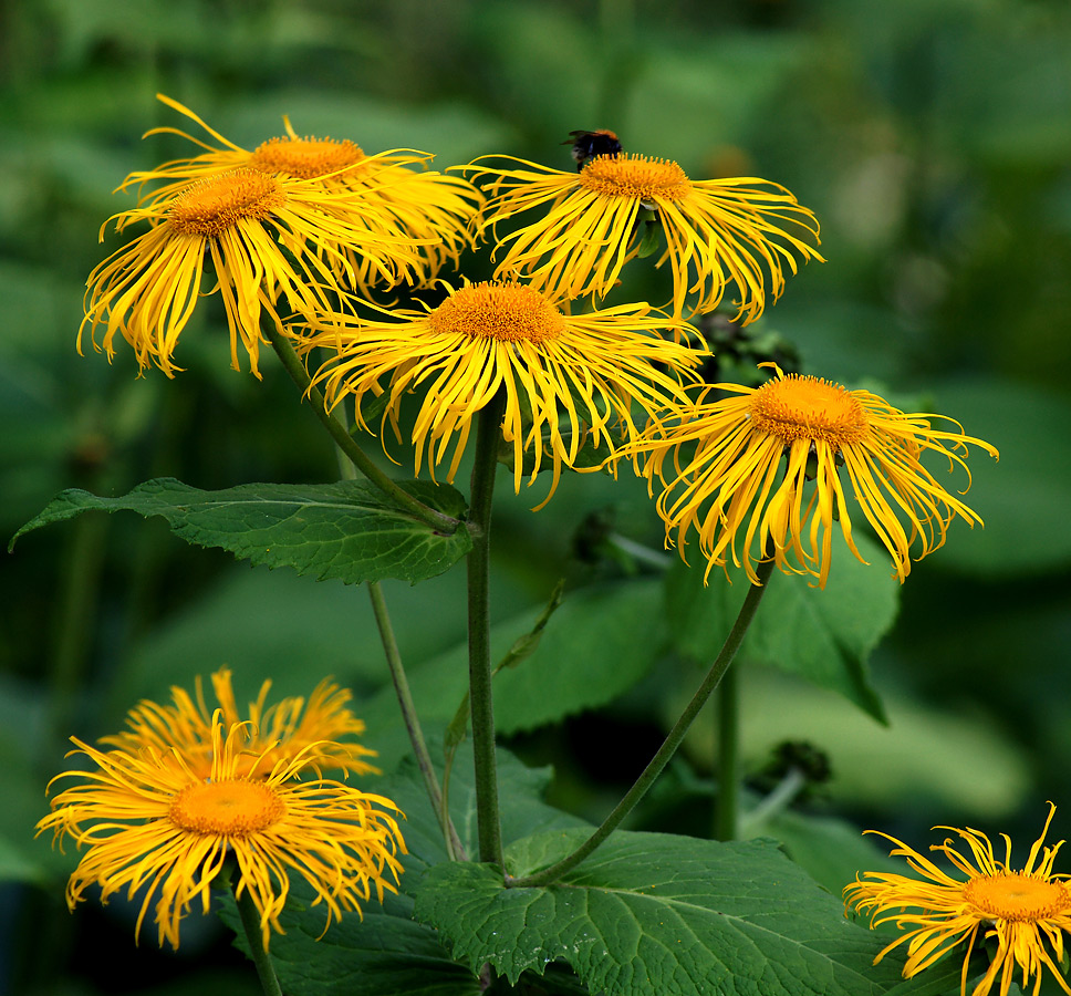 Image of Telekia speciosa specimen.