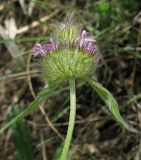 Clinopodium caucasicum. Верхушка побега с соцветием. ЮВ Крым, окр. Щебетовки. 20.05.2012.