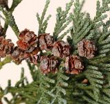 Chamaecyparis lawsoniana. Вызревшие шишечки ('Alumii'). Германия, г. Кемпен, живая изгородь. 16.11.2012.