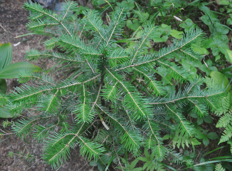 Изображение особи Abies nephrolepis.