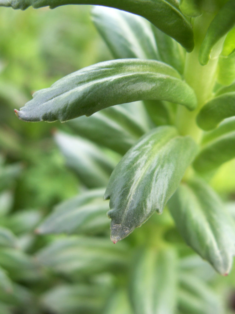 Изображение особи Rhodiola litwinowii.