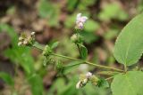 Phlomoides maximowiczii