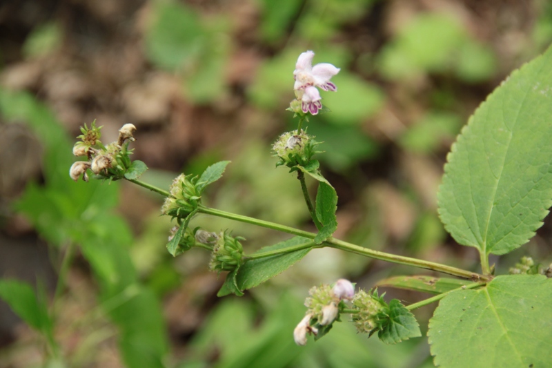 Изображение особи Phlomoides maximowiczii.