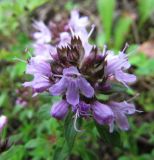 genus Thymus