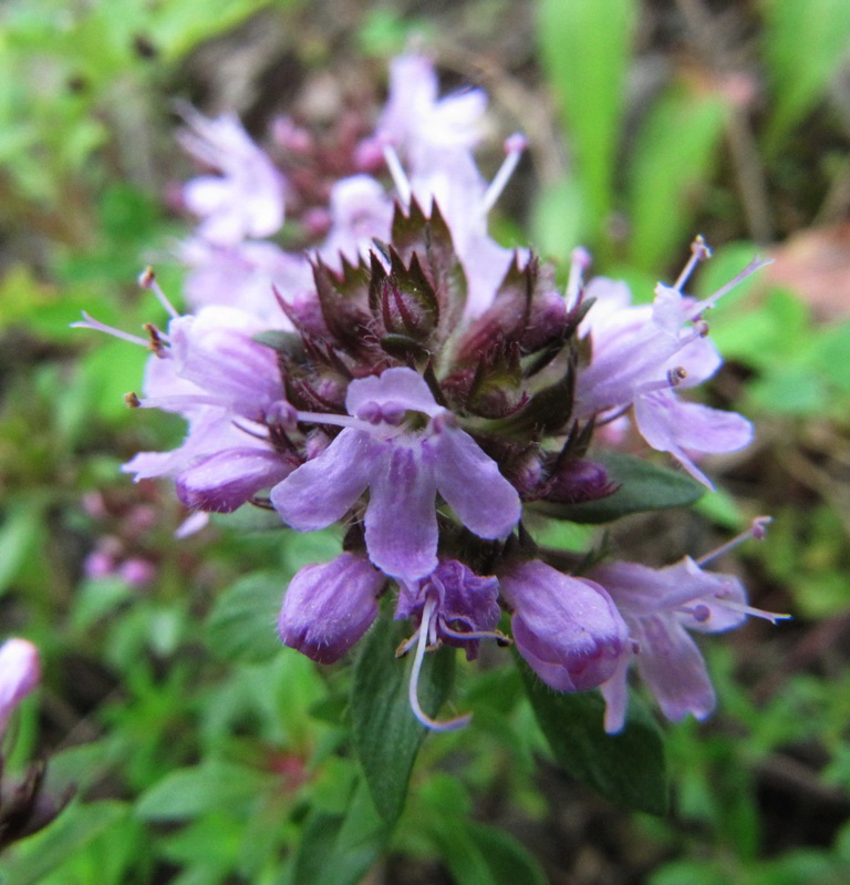 Изображение особи род Thymus.