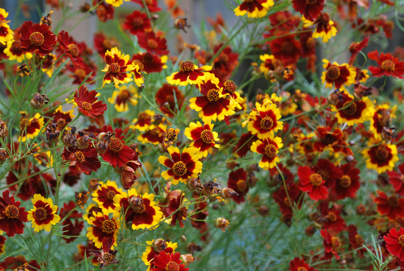 Image of Coreopsis tinctoria specimen.