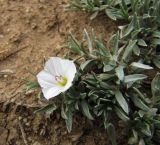 Convolvulus ammannii