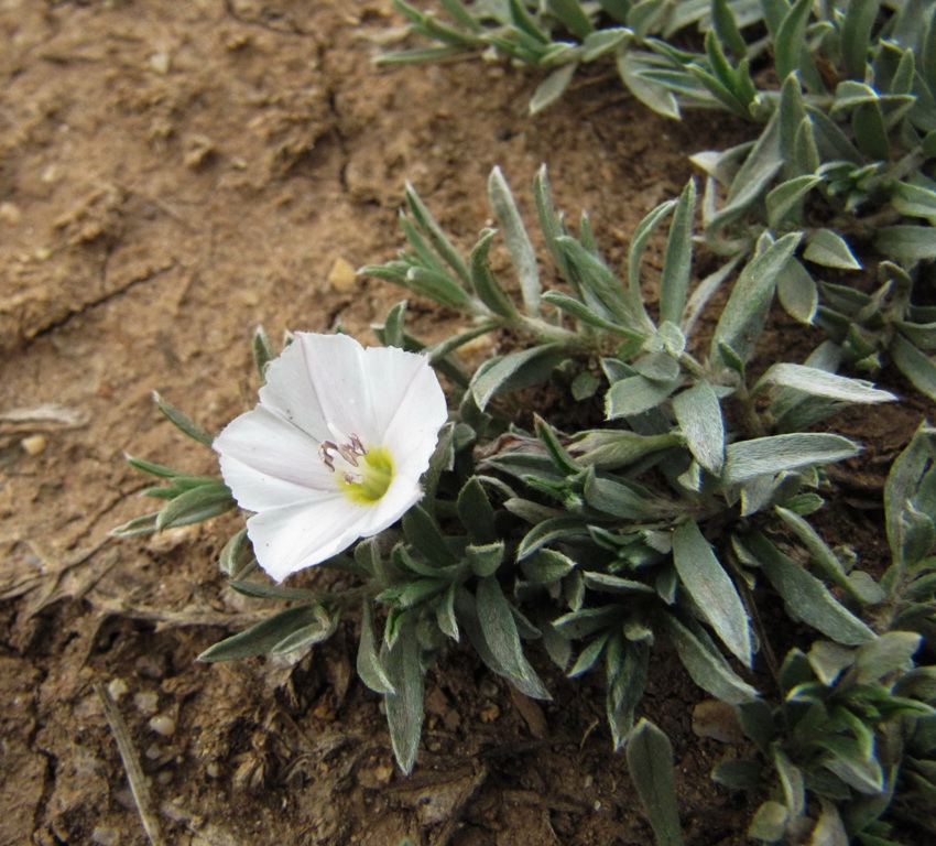 Изображение особи Convolvulus ammannii.