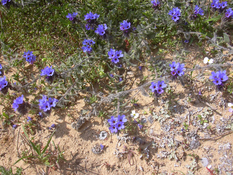 Image of Alkanna tinctoria specimen.