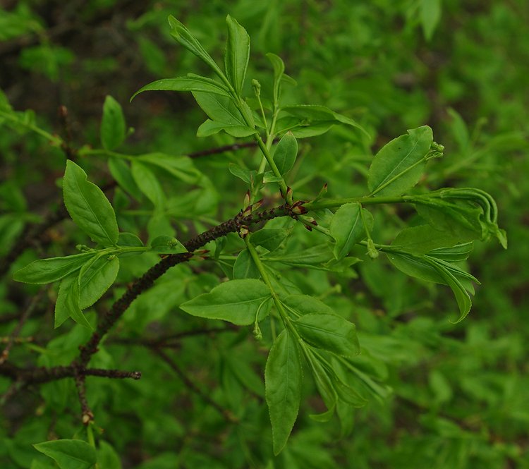 Image of Euonymus verrucosus specimen.