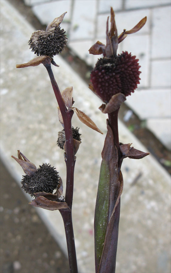 Image of genus Canna specimen.